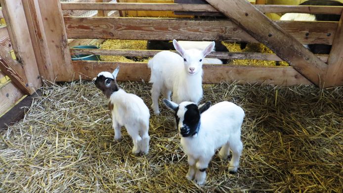 Kinderboerderij Waddinxveen