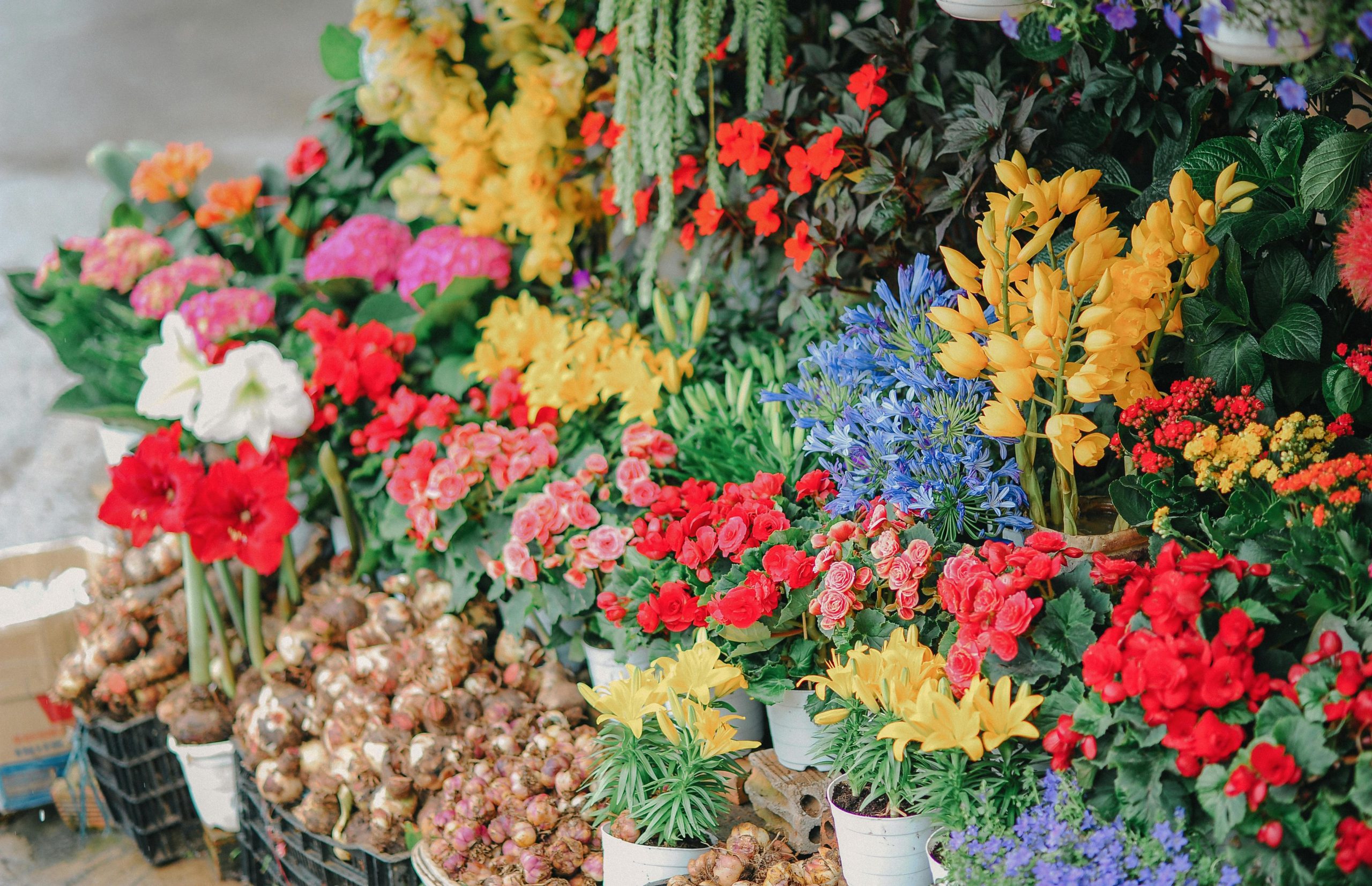 Bloemenwinkels in Waddinxveen